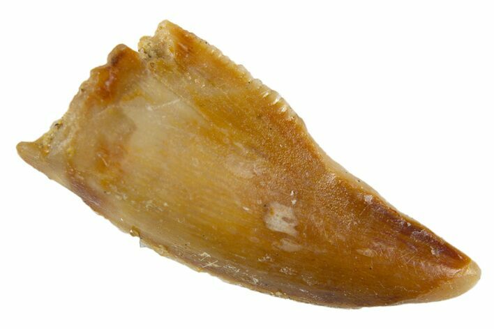 Bargain Raptor Tooth - Real Dinosaur Tooth #305493